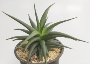 Хавортия (Haworthia)