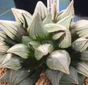 Хавортия (Haworthia atrofusca cv. Mutant)