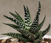 Хавортия (HAWORTHIA attenuata)