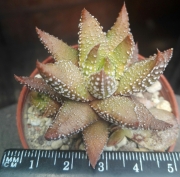 Хавортия (Haworthia attenuata Tanba var. nova)