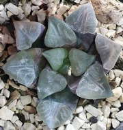 Хавортия (Haworthia correcta)