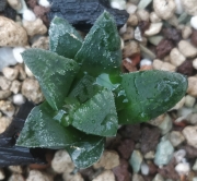 Хавортия (Haworthia cv. Tiger Pygmaea)