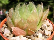 Хавортия (Haworthia cymbiformis var. obtusa, Haworthia cooperii)