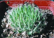 Хавортия (Haworthia decipiens var. pringlei)