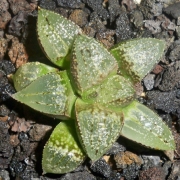 Хавортия (Haworthia Emelyae Hybrid Sabrina)