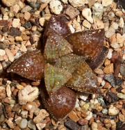 Хавортия (Haworthia emelyae hybrid Simba)