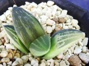 Хавортия (Haworthia enigma variegated)