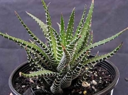 Хавортия (Haworthia fasciata)