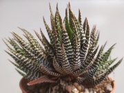 Хавортия (Haworthia fasciata)