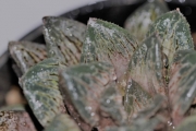 Хавортия (Haworthia Gensekai)