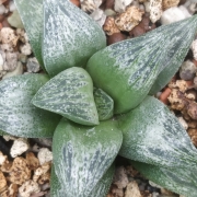 Хавортия (Haworthia Hisame)