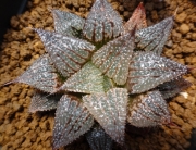 Хавортия (Haworthia Hwamigani)