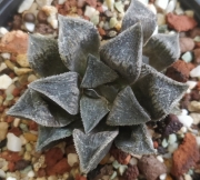 Хавортия (Haworthia hybrid)