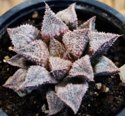Хавортия (Haworthia hybrid cv hakuma)
