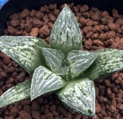 Хавортия (Haworthia Ksaze-no-koibito ハオルチア 風の恋人 カキ仔)