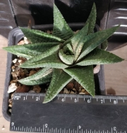 Хавортия (Haworthia limifolia variegata)