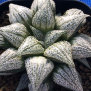 Хавортия (Haworthia Love Lady ハオルチア ラブリーレディ大株)