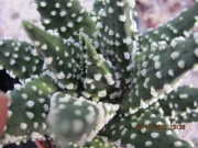 Хавортия (Haworthia margaritifera multiperlata)