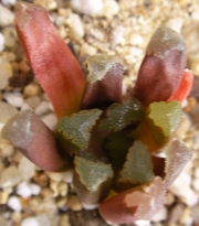 Хавортия (Haworthia maughanii hybrid)