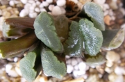 Хавортия (Haworthia maughanii hybrid)