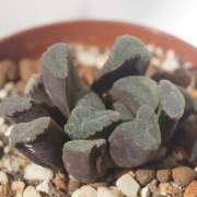 Хавортия (Haworthia maughanii hybrid)