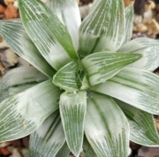 Хавортия (Haworthia Milky Way)