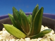 Хавортия (Haworthia Niji-no hana Nishiki)
