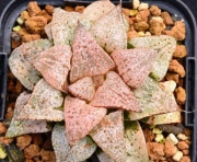 Хавортия (Haworthia Picta 50)