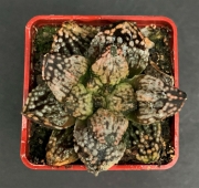 Хавортия (Haworthia picta cv. PANDORA MAGICBOX)
