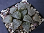 Хавортия (Haworthia picta GM 568)