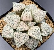 Хавортия (Haworthia picta seedling by OH ハオルチア OH氏実生ピクタ)