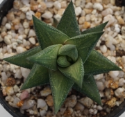 Хавортия (Haworthia rigida)