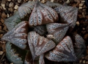 Хавортия (Haworthia splendens kintoun)