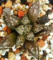 Хавортия (Haworthia starfish)