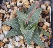 Хавортия (HAWORTHIA tessellata cv. Fang)