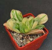 Хавортия (Haworthia truncata cv. Seiko Nishiki VARIEGATED)