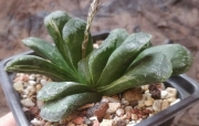 Хавортия трунката (Haworthia truncata seiko low variegated)
