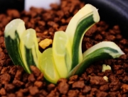Хавортия (Haworthia truncata variegata)
