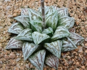 Хавортия (Haworthia Ukakhanya)