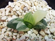 Хавортия (Haworthia variegated atrofusca)