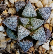 Хавортия пикта хибрид (Haworthia Picta hybrid)