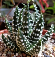 Хавортия пумила (Haworthia pumila)
