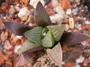 Хавортия ретуса (Haworthia Retusa x Kegazaro)