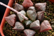 Хавортия Шоколад (Haworthia Chocolate)