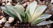 Хавортия вариегата (Haworthia variegata 수錦)