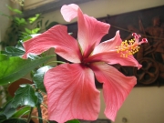 Хибискус (Hibiscus)