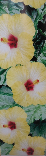 Хибискус (Hibiscus)