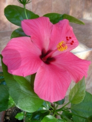 Хибискус, Китайска роза (Hibiscus)