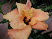 Хибискус, Китайска роза (Hibiscus)