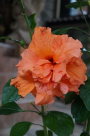 Хибискус оранжев кичест (Hibiscus)